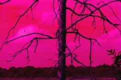 Dream Tree