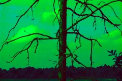 Dream Tree 2