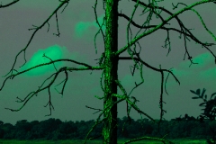 Dream Tree 3
