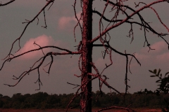 Dream Tree 4