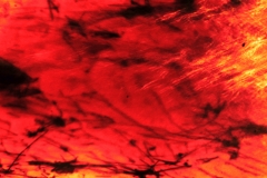 the hidden fox shades of red
