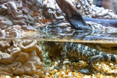 Alligator-Naples