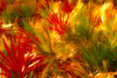 Palmetto soft