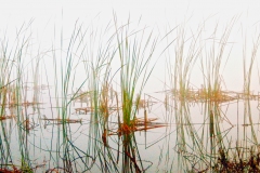 Reeds in Abstract
