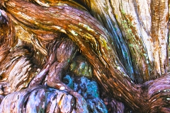 Trunk abstract