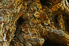 Wood-Abstract-2