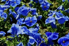 Blue flower