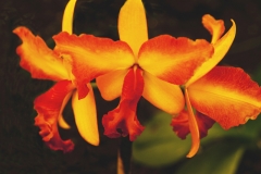 flower-2