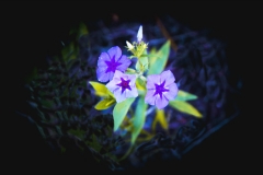 violet wildflowers
