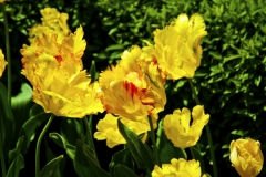 yellow flower