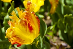 yellow flower-2