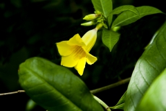 yellow flower-3