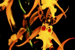 flower Hawaii