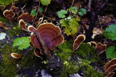Rogers Park forest-flora