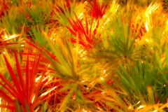 palmetto soft