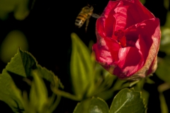 the bee and the flower