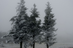 Evergreen Trio-Beech Mountain