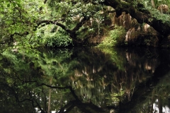 Hillsborough River Calm