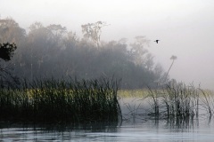 Lake Tarpon at Dawn