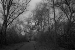 Enchanted-forest-walk-in-Black-and-White