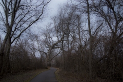 Enchanted-forest-walk