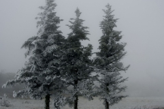 Evergreen-trio-Beech-Mountain-North-Carolina-index