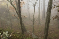 Looking into the Fog