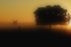 Lutz-Florida-Morning-Soft-Effect