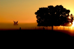 Lutz-Florida-Morning