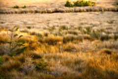 Overlooking Marshland