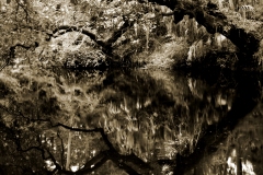 Reflection on the Hillsborough River