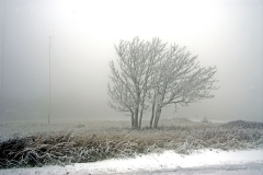 Stand of trees in the snow