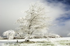 Tree-in-Snow-Beech-Mountain-North-Carolina-FAA