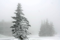 Trees-in-Snow